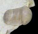 Rare & Very D Bumastoides From Wisconsin - #20882-4